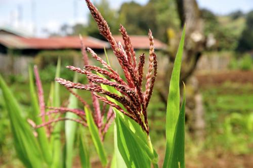 1512376167-Maize on a Mount Kenya farm
