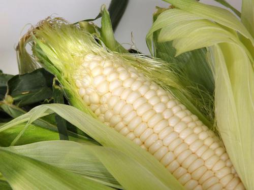 white-maize-wit-mielies-graan-grain